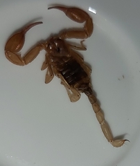 Euscorpius sicanus