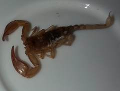 Euscorpius sicanus