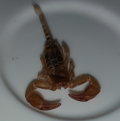 Euscorpius sicanus