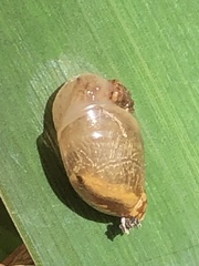 Novisuccinea ovalis