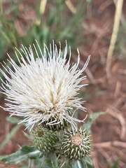 Cirsium canescens