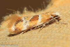 Epicallima mercedella