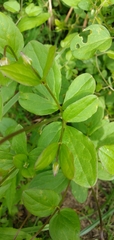 Clematis viticella