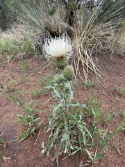 Cirsium canescens