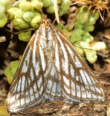 Loxostege tesselalis