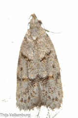 Symmoca signatella