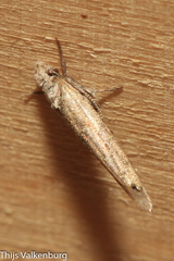 Zelleria oleastrella