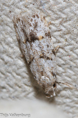Symmoca signatella