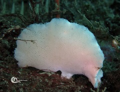 Clathrina cancellata