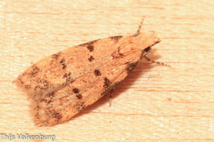 Symmoca tofosella