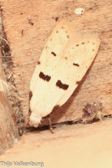 Stibaromacha ratella