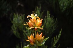 Gentiana lutea aurantiaca