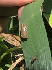 Novisuccinea ovalis