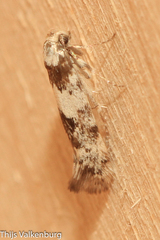 Enolmis acanthella