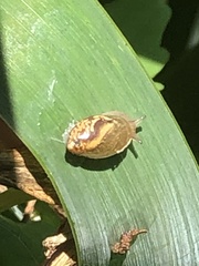 Novisuccinea ovalis