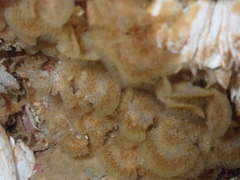 Primavelans insculpta