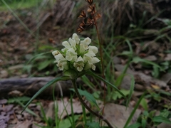 Prunella laciniata