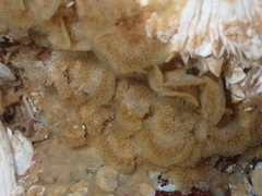 Primavelans insculpta