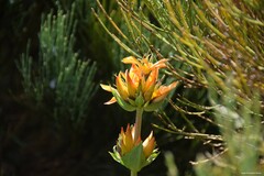 Gentiana lutea aurantiaca