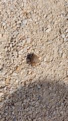 Phyllophaga lanceolata