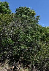 Bridelia leichhardtii