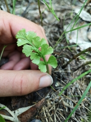 Botrychium crenulatum