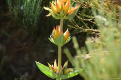 Gentiana lutea aurantiaca