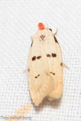 Stibaromacha ratella