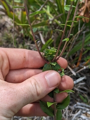 Asphondylia s-chapmanii-bud-rosette-gall gall