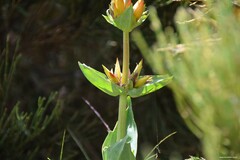 Gentiana lutea aurantiaca