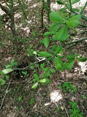 Pereskiopsis kellermanii