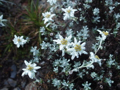 Leontopodium microphyllum