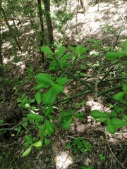 Pereskiopsis kellermanii