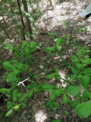 Pereskiopsis kellermanii