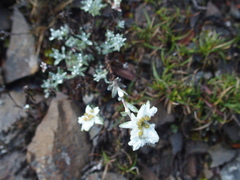 Leontopodium microphyllum
