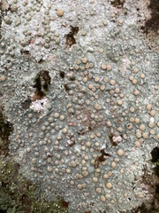 Lecanoromycetes