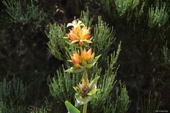Gentiana lutea aurantiaca