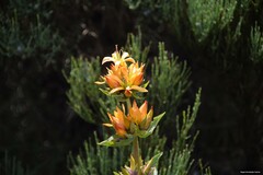 Gentiana lutea aurantiaca