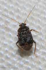 Charagochilus