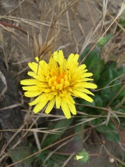 Agoseris apargioides
