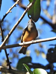 Mionectes rufiventris