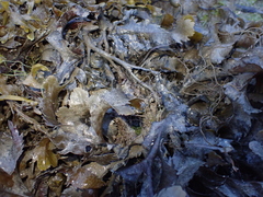 Fucus serratus
