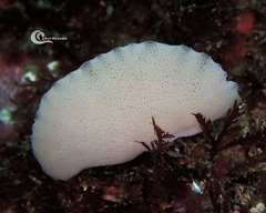 Clathrina cancellata