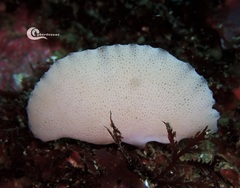 Clathrina cancellata