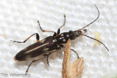 Chitona connexa