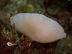 Clathrina cancellata