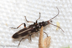 Chitona connexa