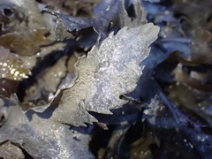 Fucus serratus