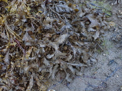 Fucus serratus