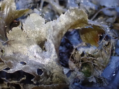 Fucus serratus